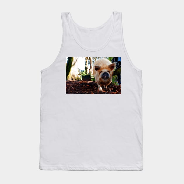 New Zealand Kunekune Pig Tank Top by AndyEvansPhotos